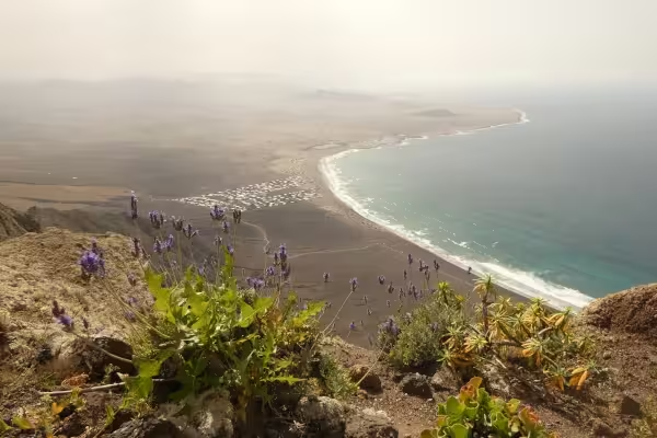 View from the Famara cliffs down to the beach, with typical wildflowers and vegetation in the foreground and the island beyond fading into the mist.